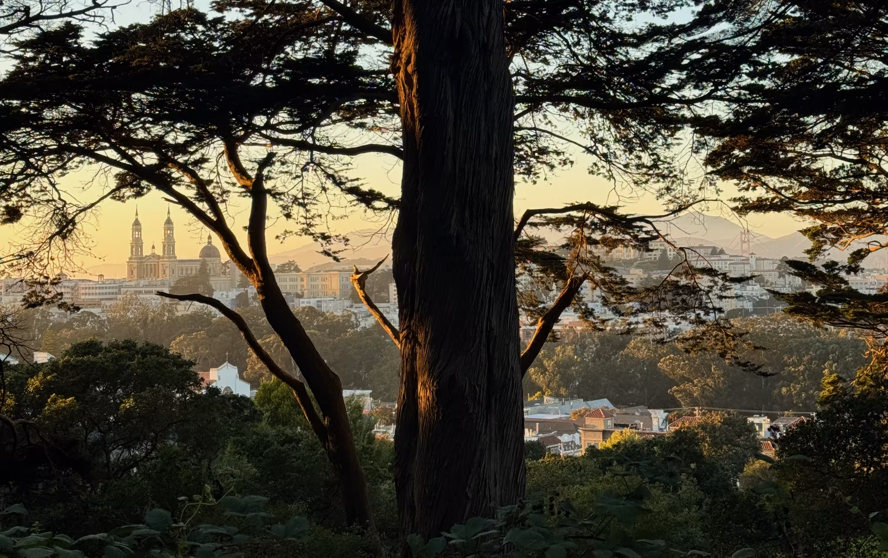A view of the USF cathedral at sunset, from Buena Vista park, with trees in the foreground.