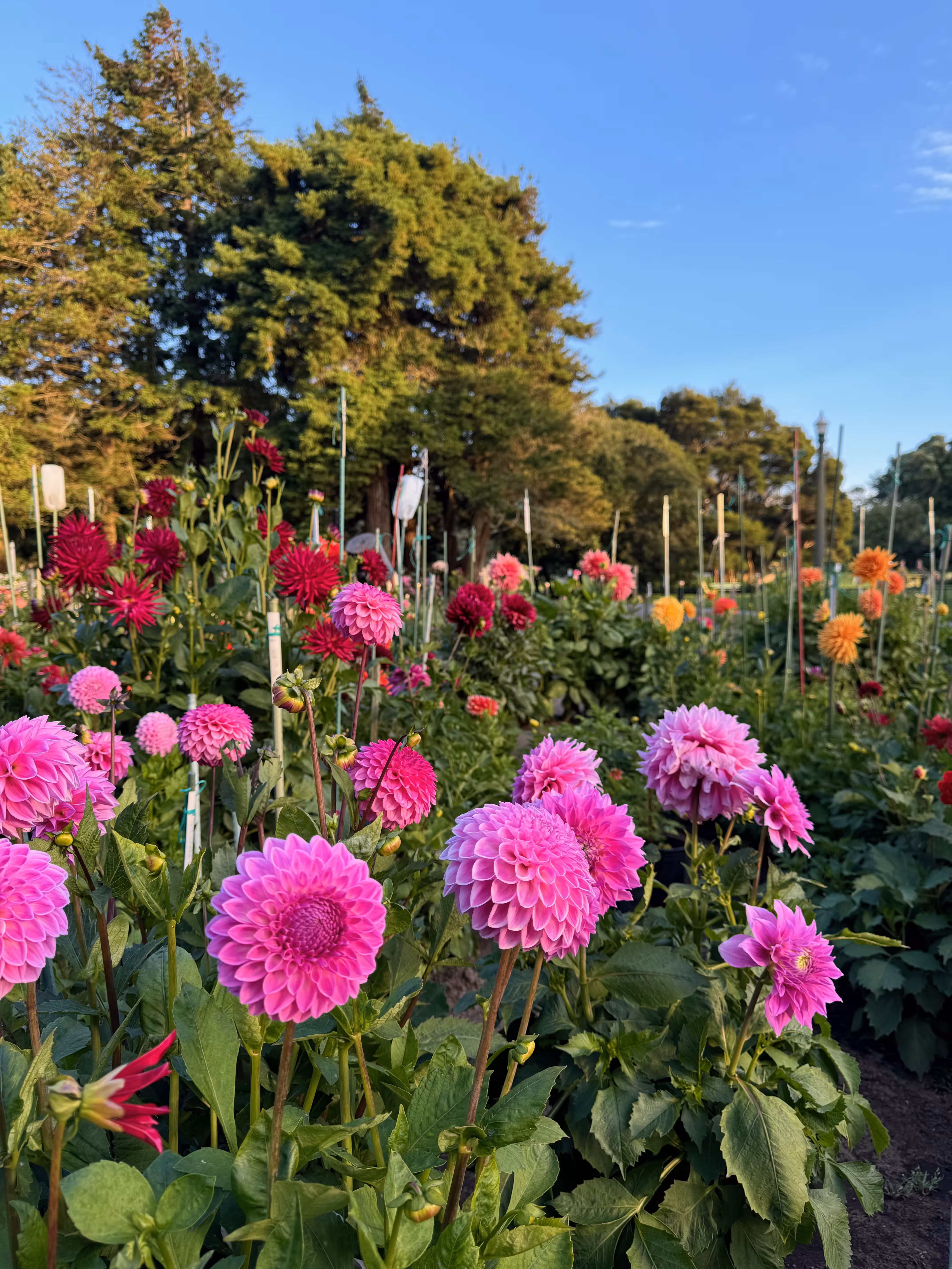 The Dahlias outside the Conservatory of Flowers, in full bloom.