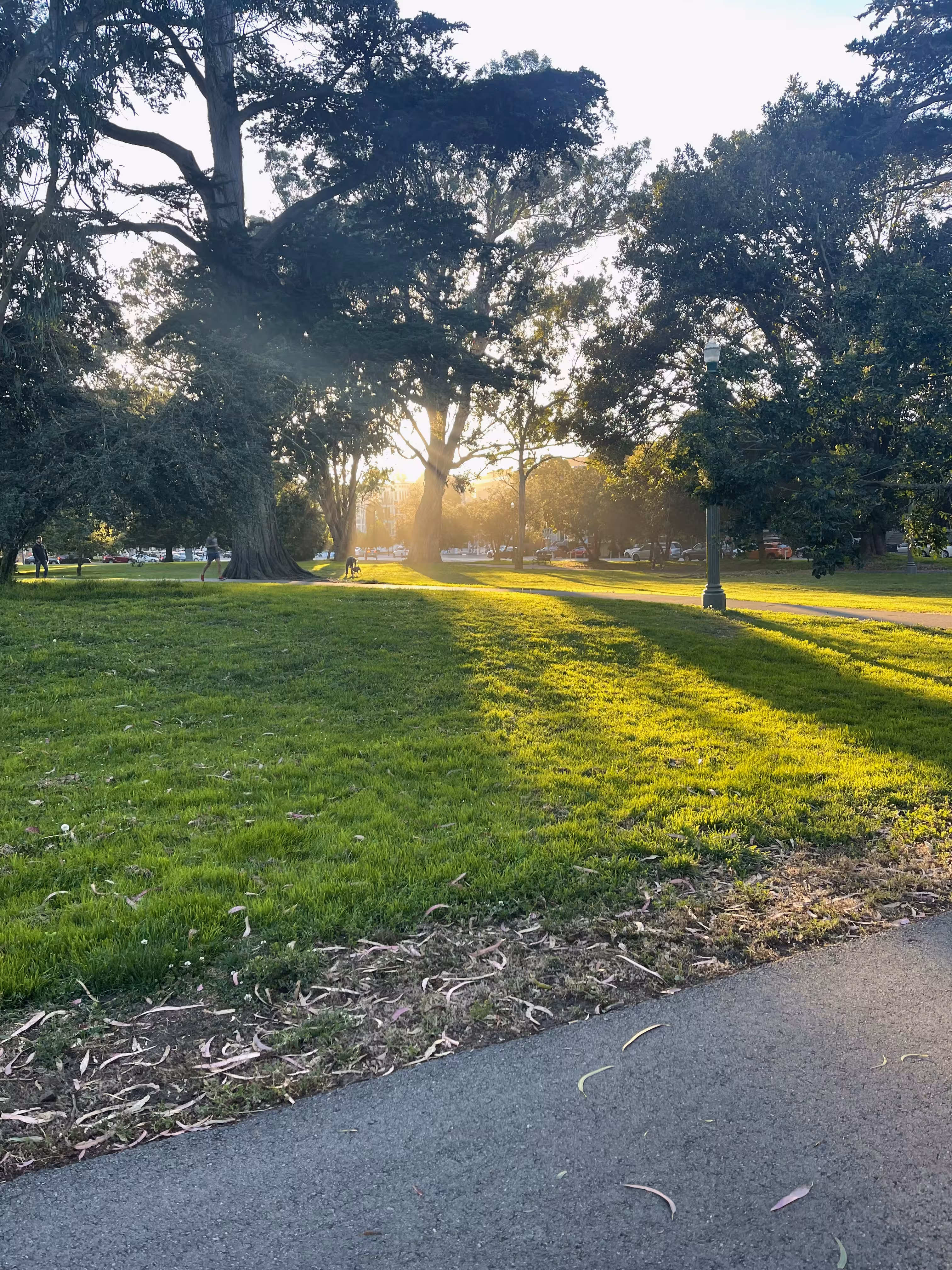 Sunshine filtering onto the Panhandle.