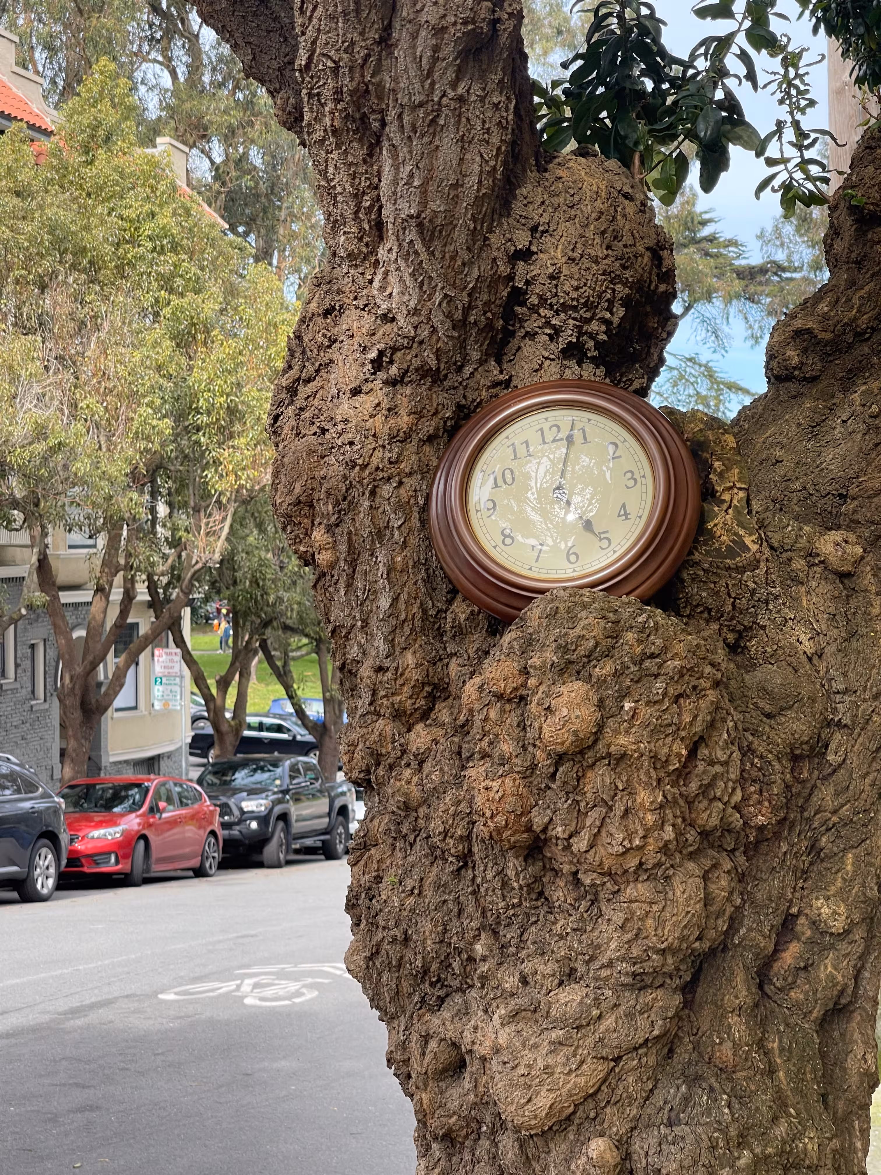 An abandoned clock in a tree in the neighborhood.